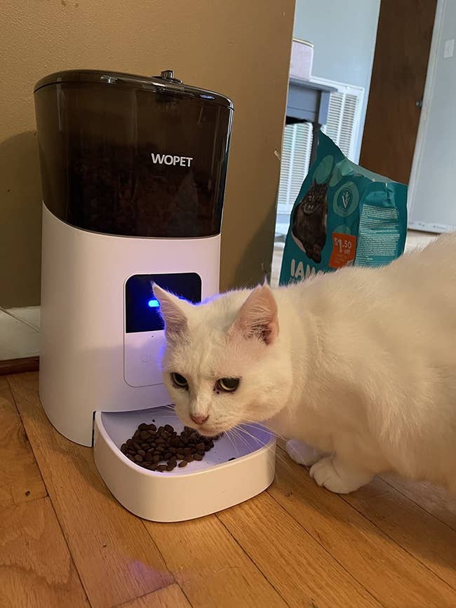 A white cat eating from their smart feeder bowl which is filled with dry food