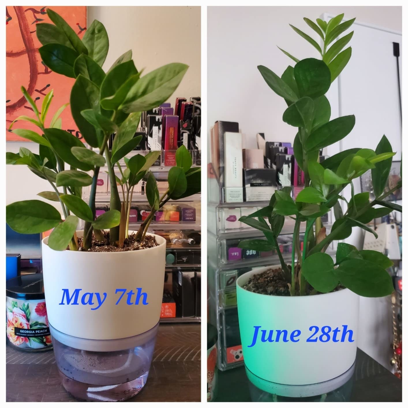A before and after photo of a reviewer&#x27;s plant showing its growth in the self-watering plant from May 7–June 28.