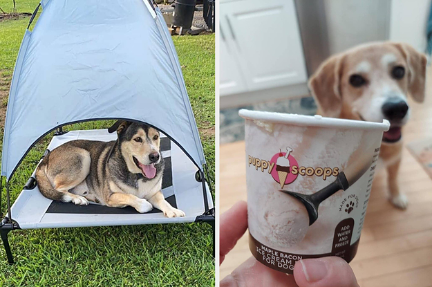 Dog sitting in elevated bed with canopy / dog staring a person holding dog ice cream