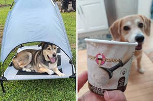 狗坐在有顶篷的高架床上/狗盯着一个拿着狗冰淇淋的人