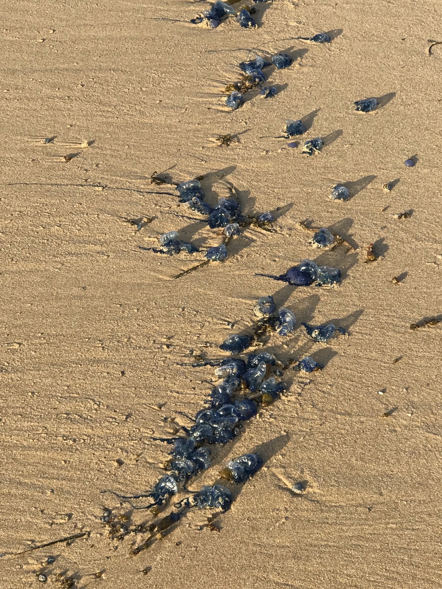 A huge clump of bluebottles on sand