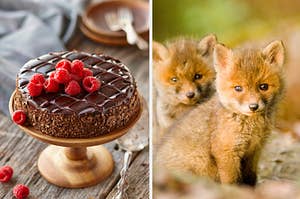 cake and fox