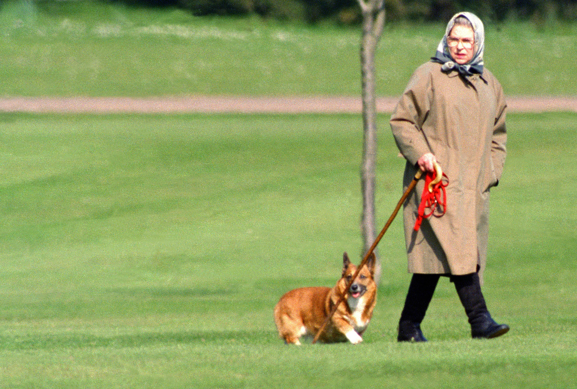 エリザベス女王が愛してやまなかった 歴代のロイヤル コーギー犬を写真で振り返る