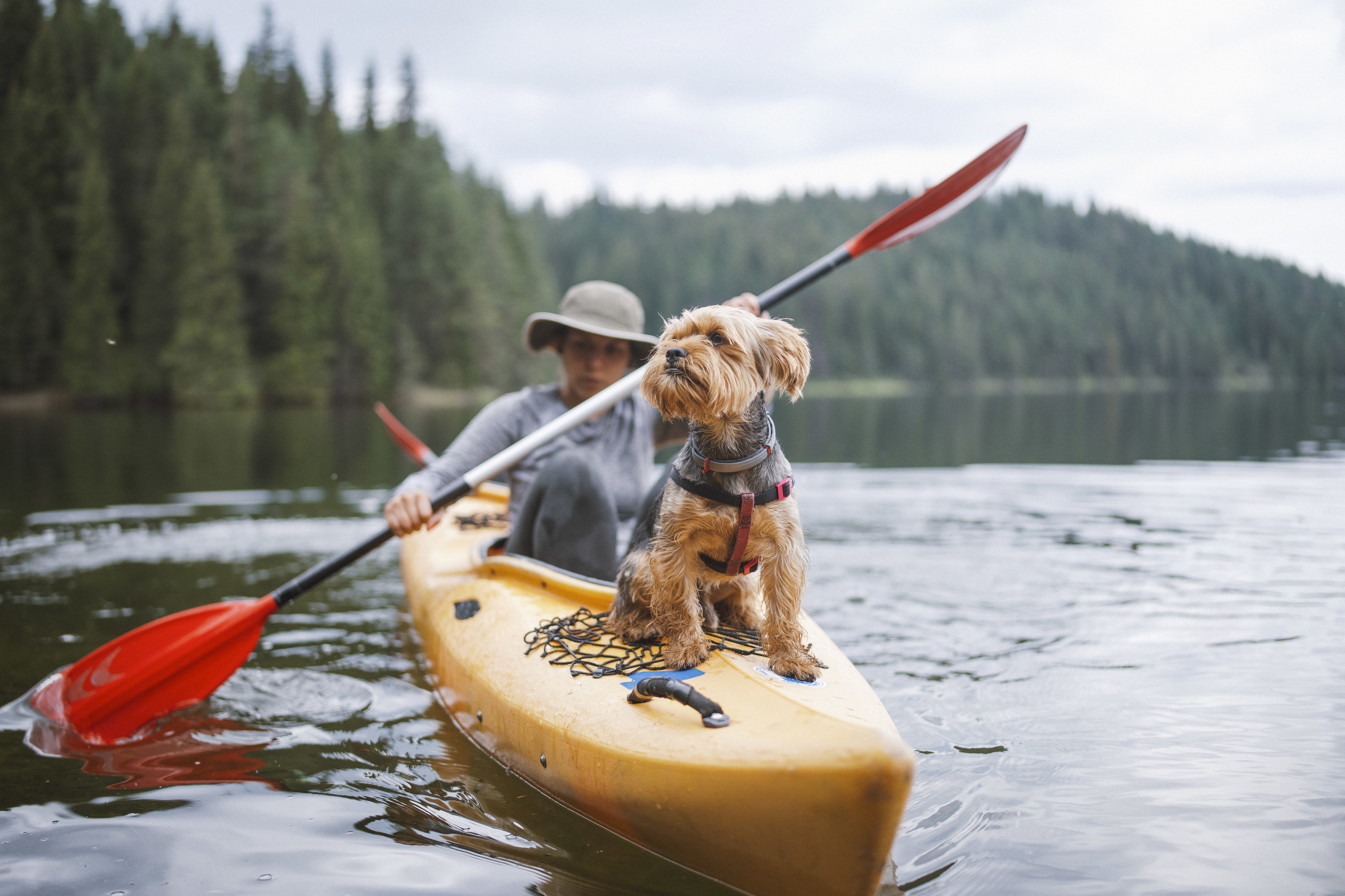 a person kayaking with a dog