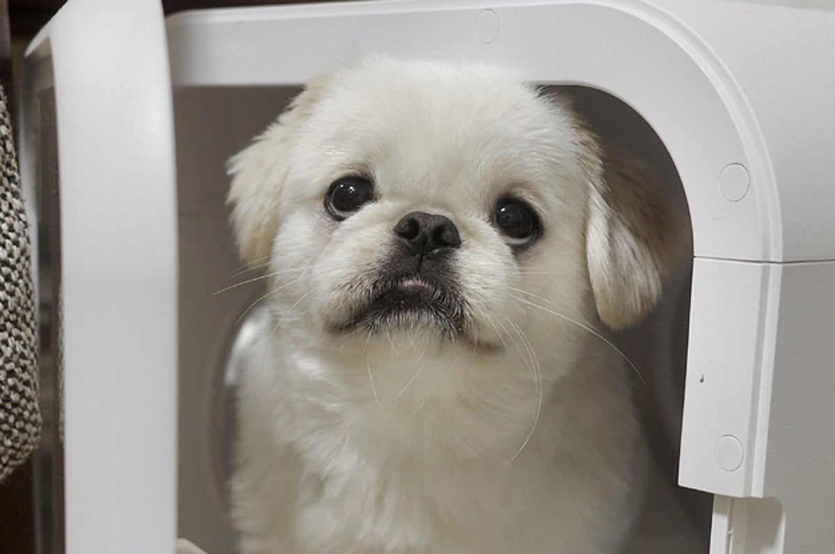 やってないが ティッシュでいたずらした犬の全く反省していない表情が良すぎる