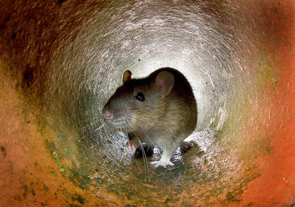 A rat in a tunnel