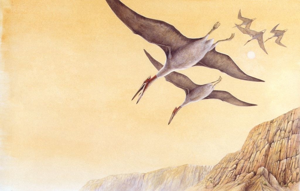 Illustration of the birds