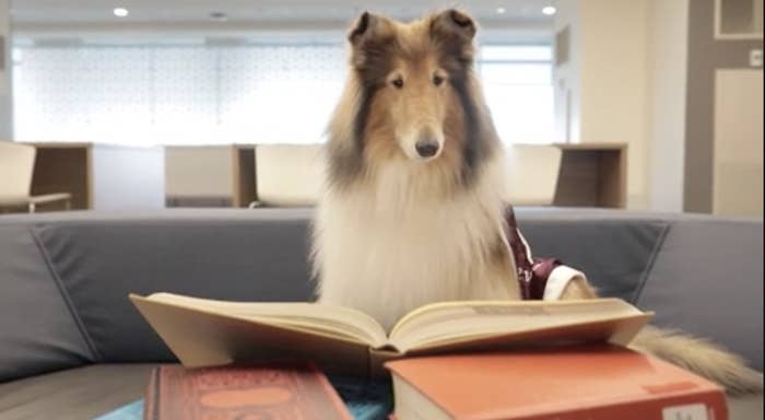 a dog reading a book on a couch