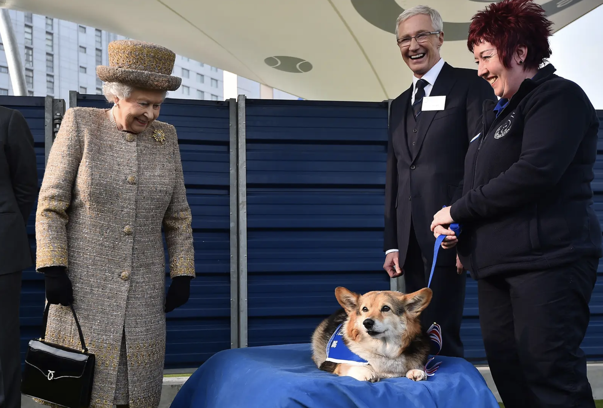 Corgi In Hat And LV Bag