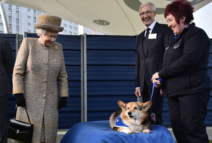 Queen Elizabeth II looks at a corgi