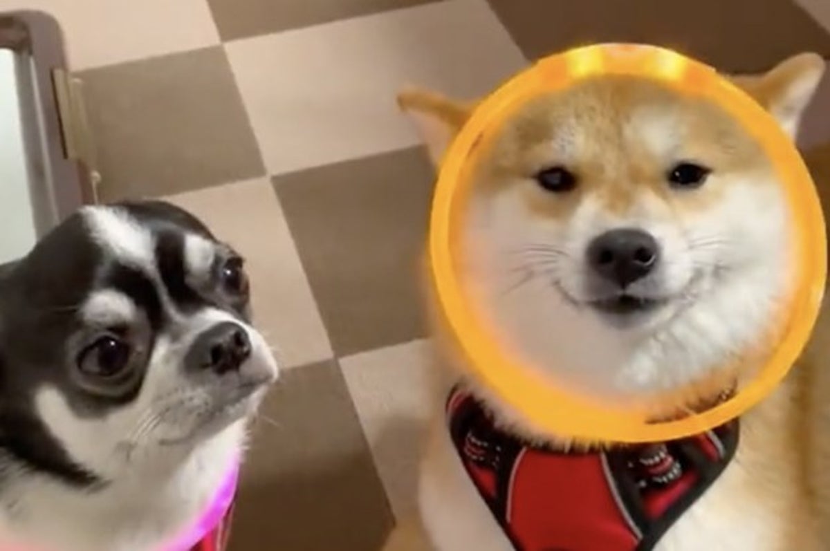 光ってるの何 アゲアゲの柴犬とクールなチワワに笑っちゃう