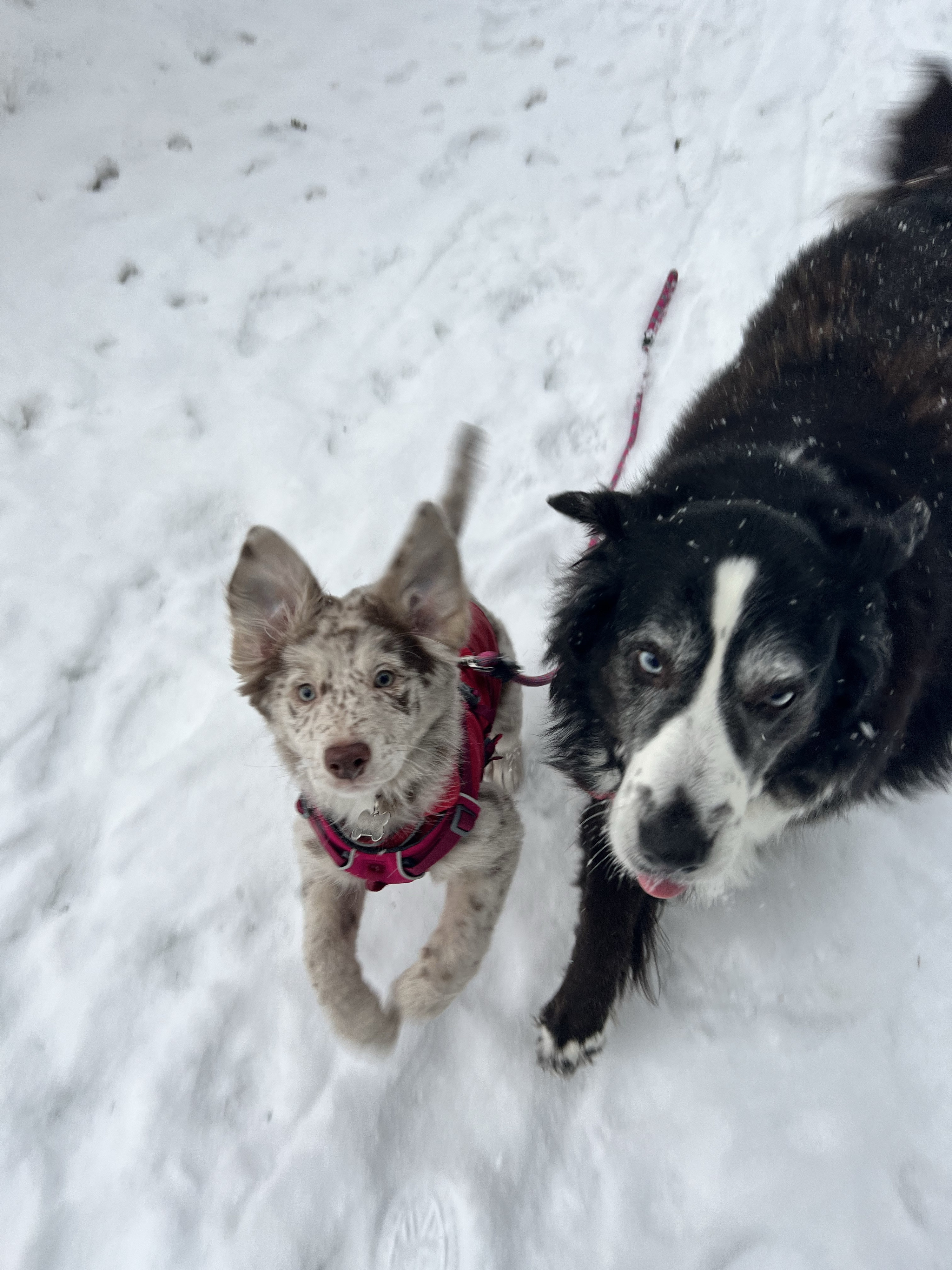 Two dogs running in the snow