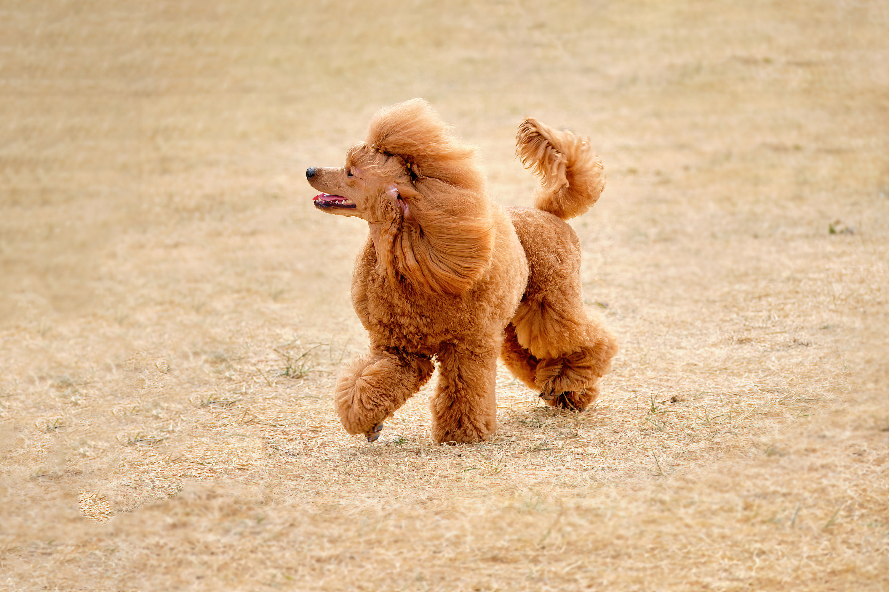 A poodle walking with wind-blown fur
