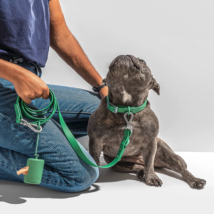 a french bulldog in a green collar with a matching leash and poop bag holder