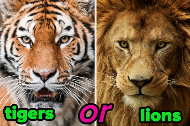 Which Baby Animal You Are? — Choose Some Christmas Images To Find Out