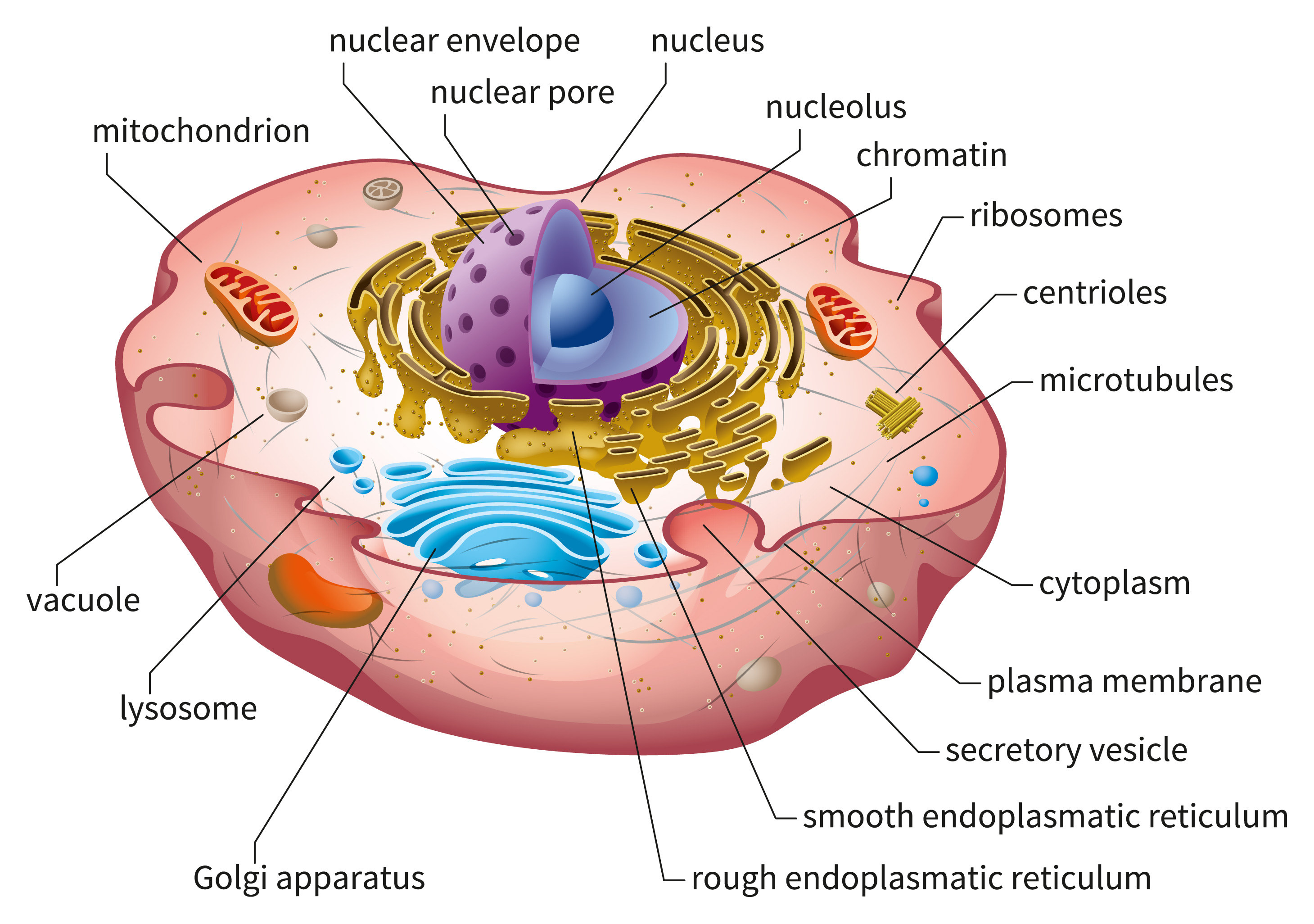 Diagram of a cell