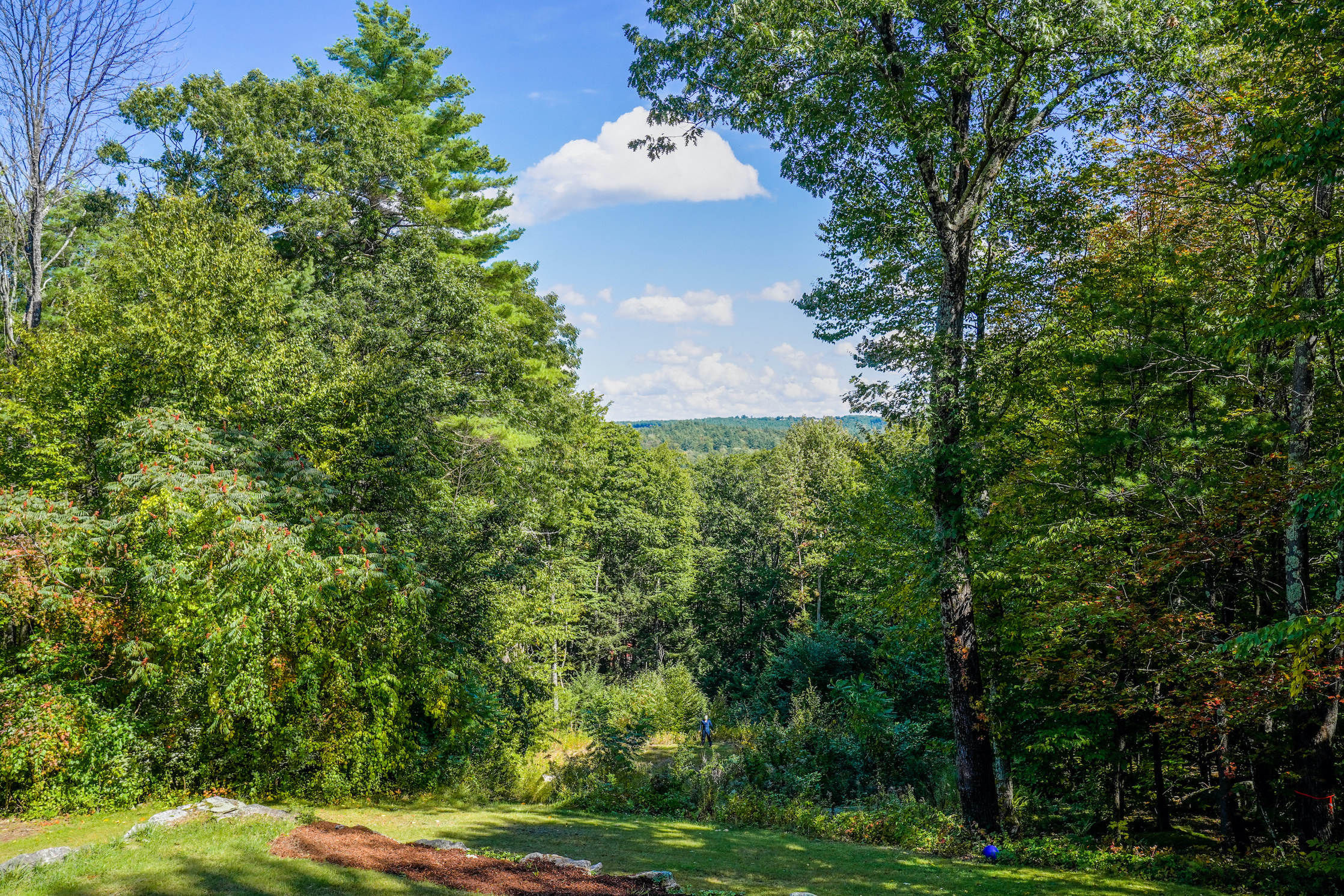 Michael standing in the distance in the forest that surrounds the house