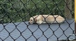 closeup of the dog in the exhibit instead of a cheetah