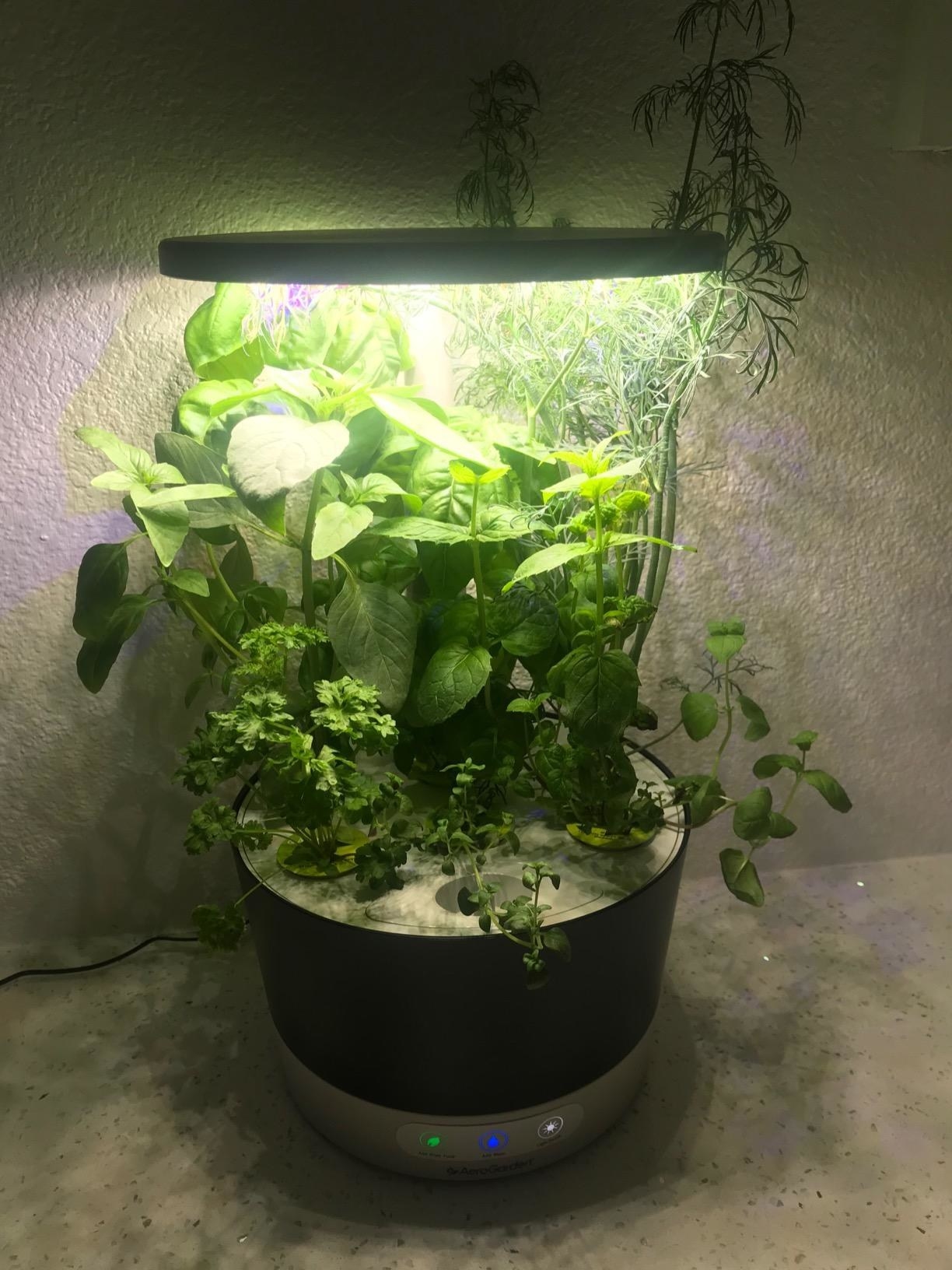 Reviewer&#x27;s aerogarden with lots of different plants