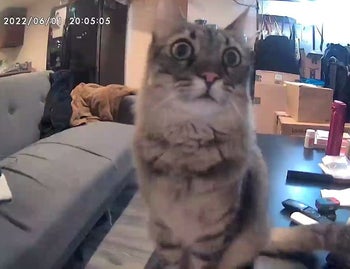 image of a cat captured by the furbo camera