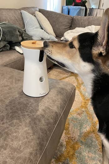 reviewer's dog sniffing the furbo camera