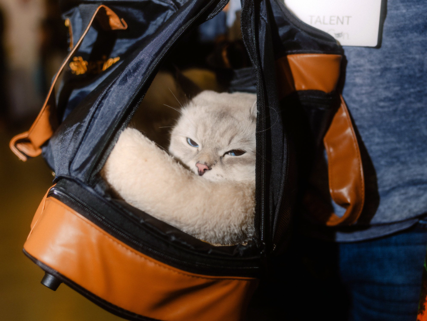a serious looking cat peaking out of a duffel bag