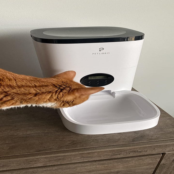 an orange cat inspecting the feeder