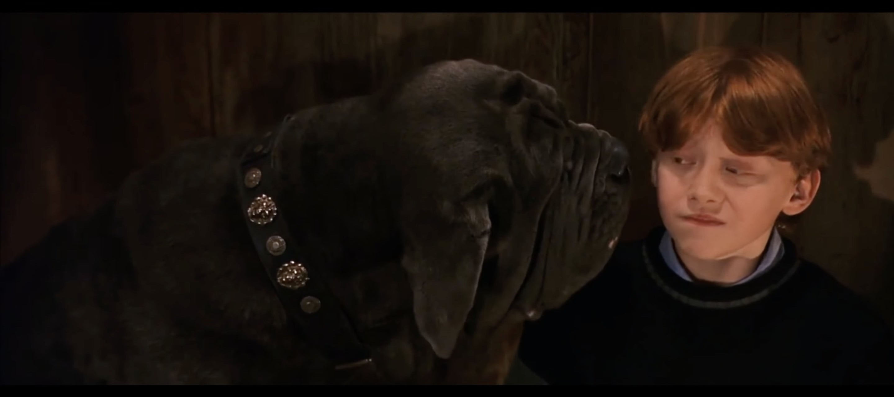Ron Weasley being licked by a dog