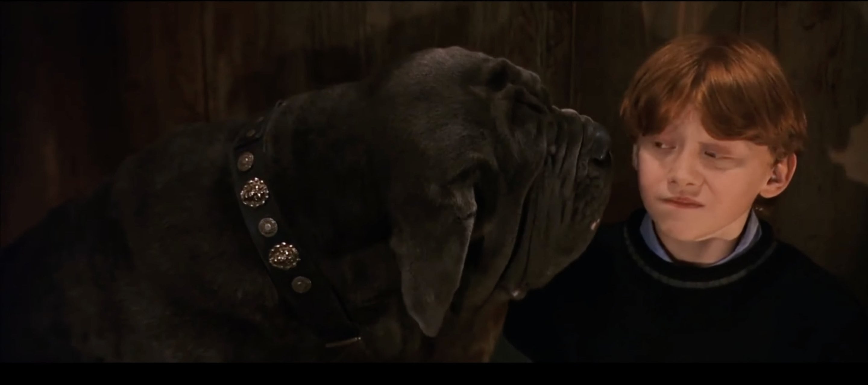 Ron Weasley being licked by a dog