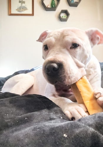 a dog chewing on a yak chew