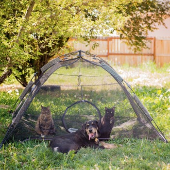 two cats inside the tent next to a dog on the outside