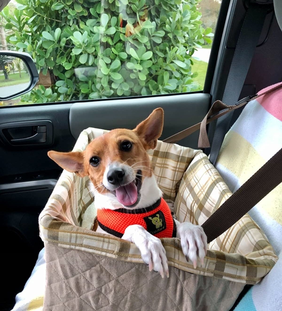 reviewer&#x27;s small dog in the car seat