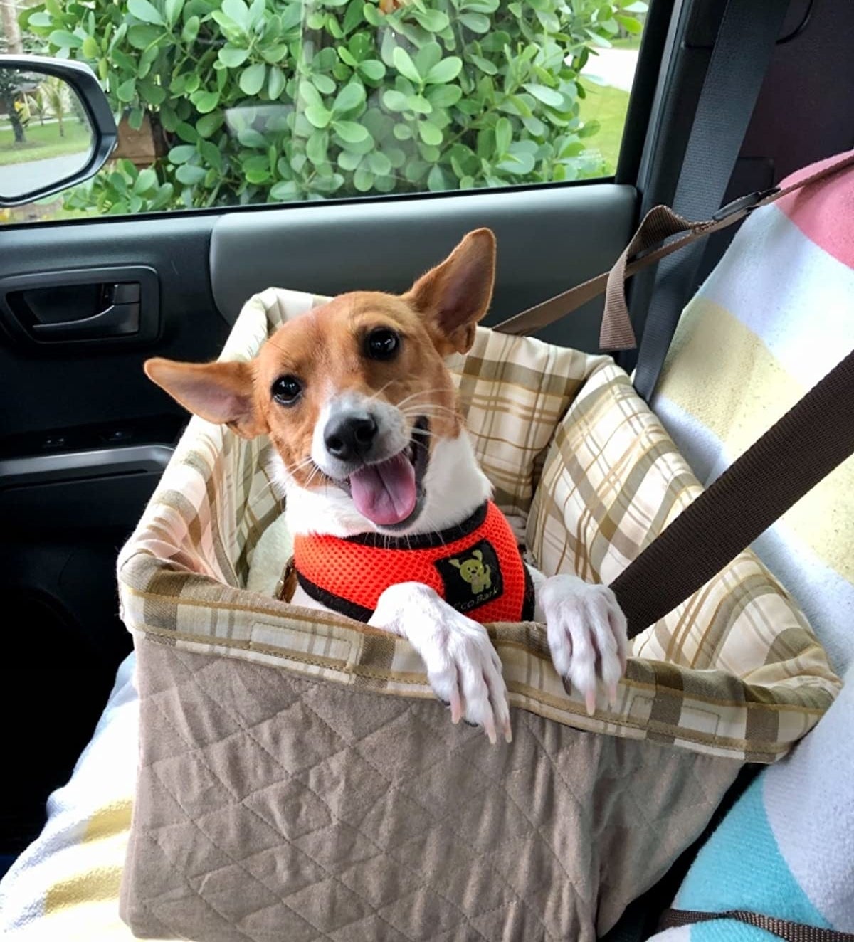 reviewer&#x27;s small dog in the car seat