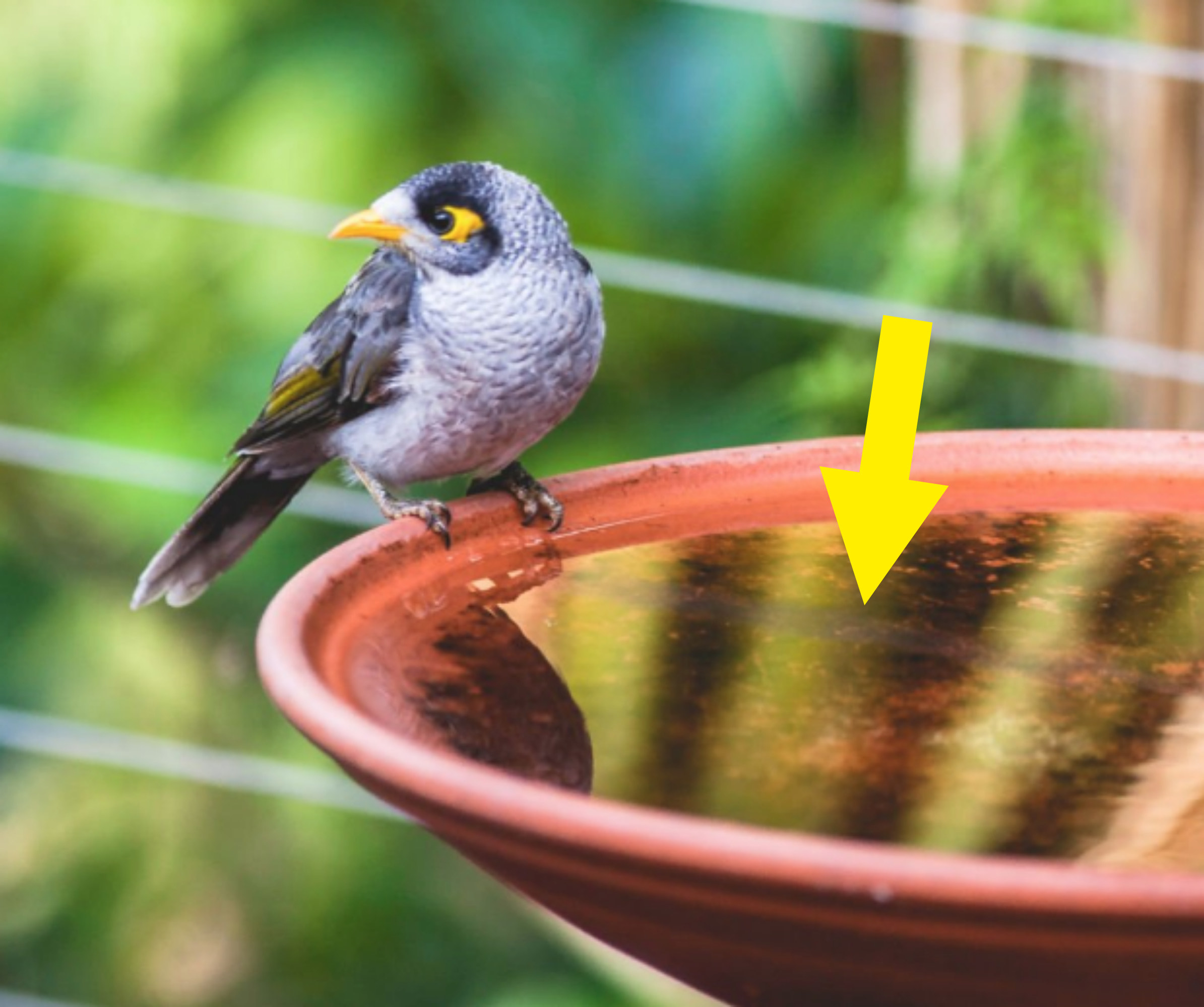 A bird on a water fountain