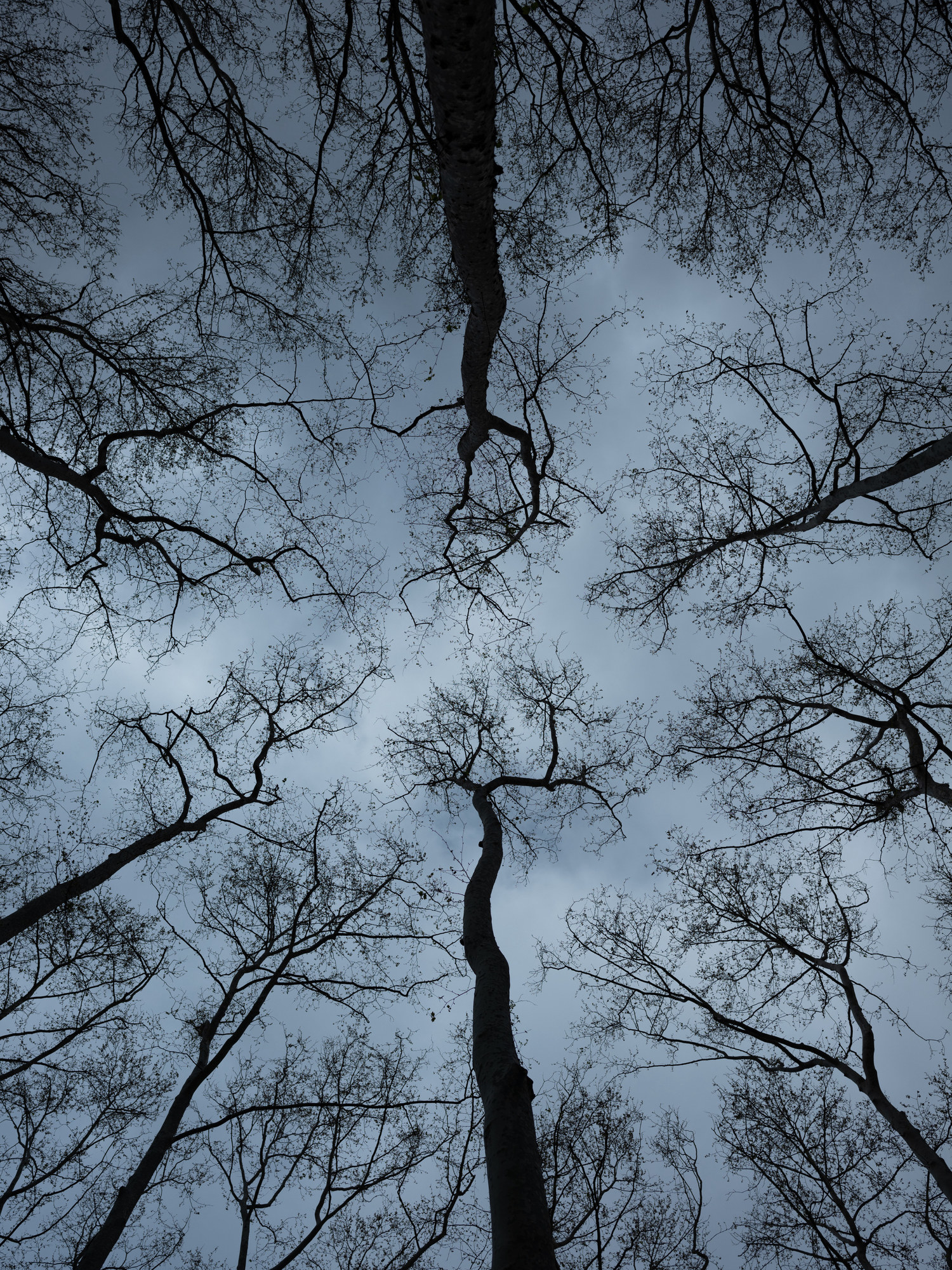 Trees with few leaves at dusk