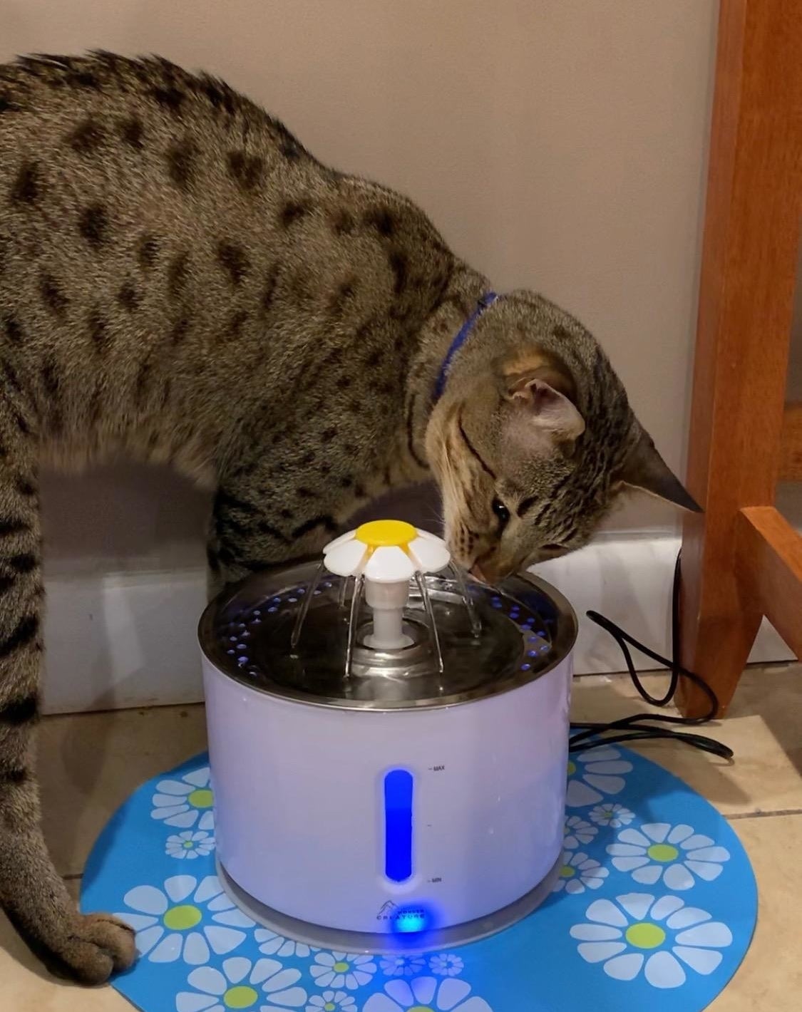 a cat drinking from the white automatic water fountain
