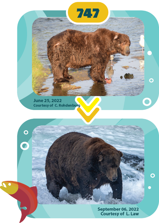 On the top, a slim summer bear; at the bottom, a fat winter bear