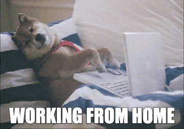 A dog in a bed working on a laptop with title text overlay that says working from home