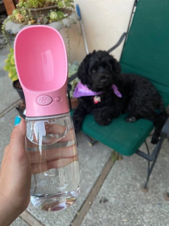 reviewer photo of pink dog water bottle, black dog in background
