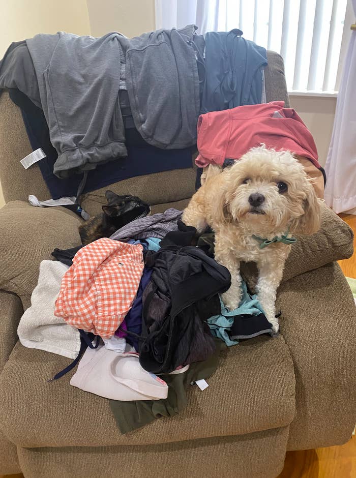 A small dog sitting in a comfy chair with clothing on it