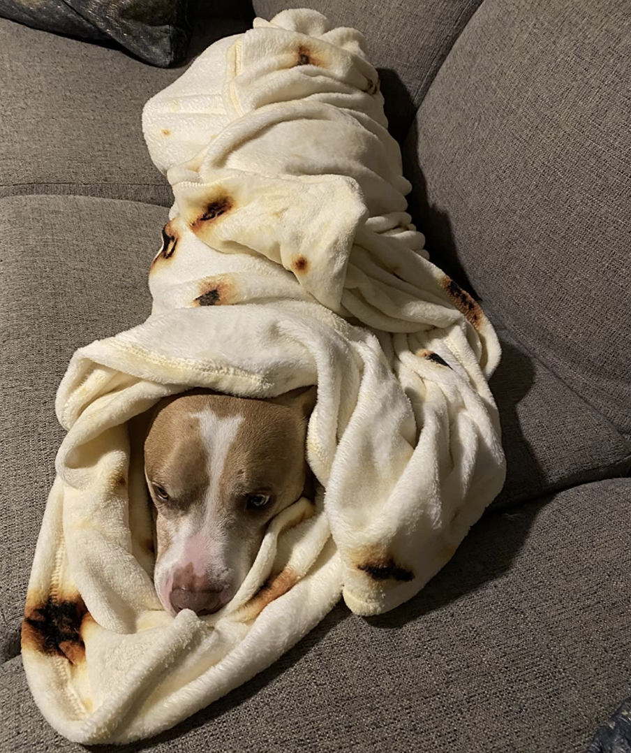 评论家玉米饼的毯子裹着狗的照片