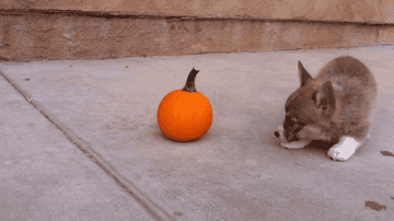 A cute little puppy playing with a tiny pumpkin