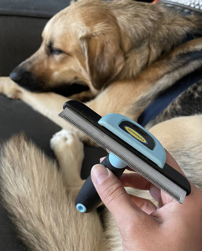 brittany holding the deshedding comb in front of her dog mango