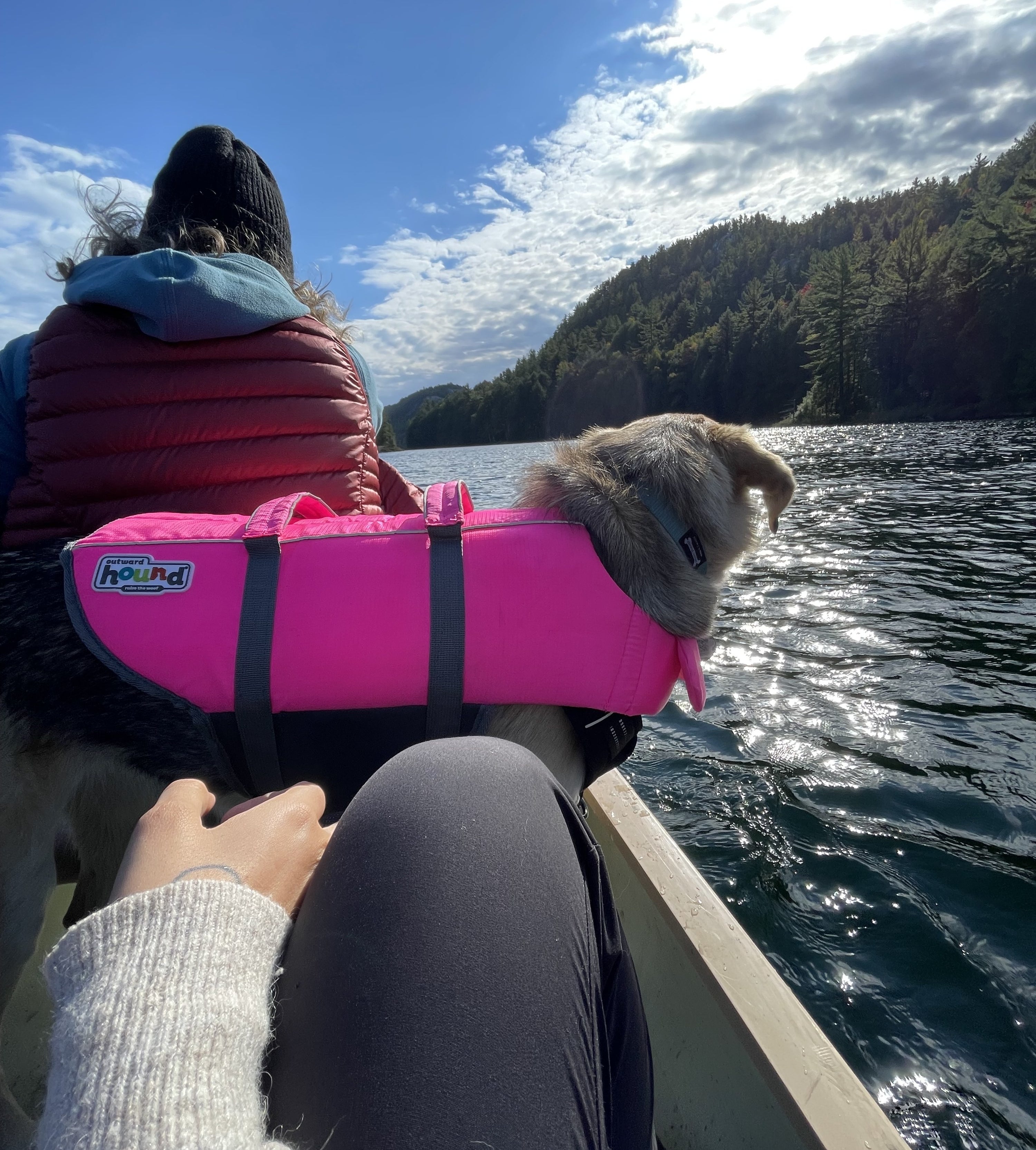 brittany&#x27;s dog in a canoe wearing the vibrant dog life jacket