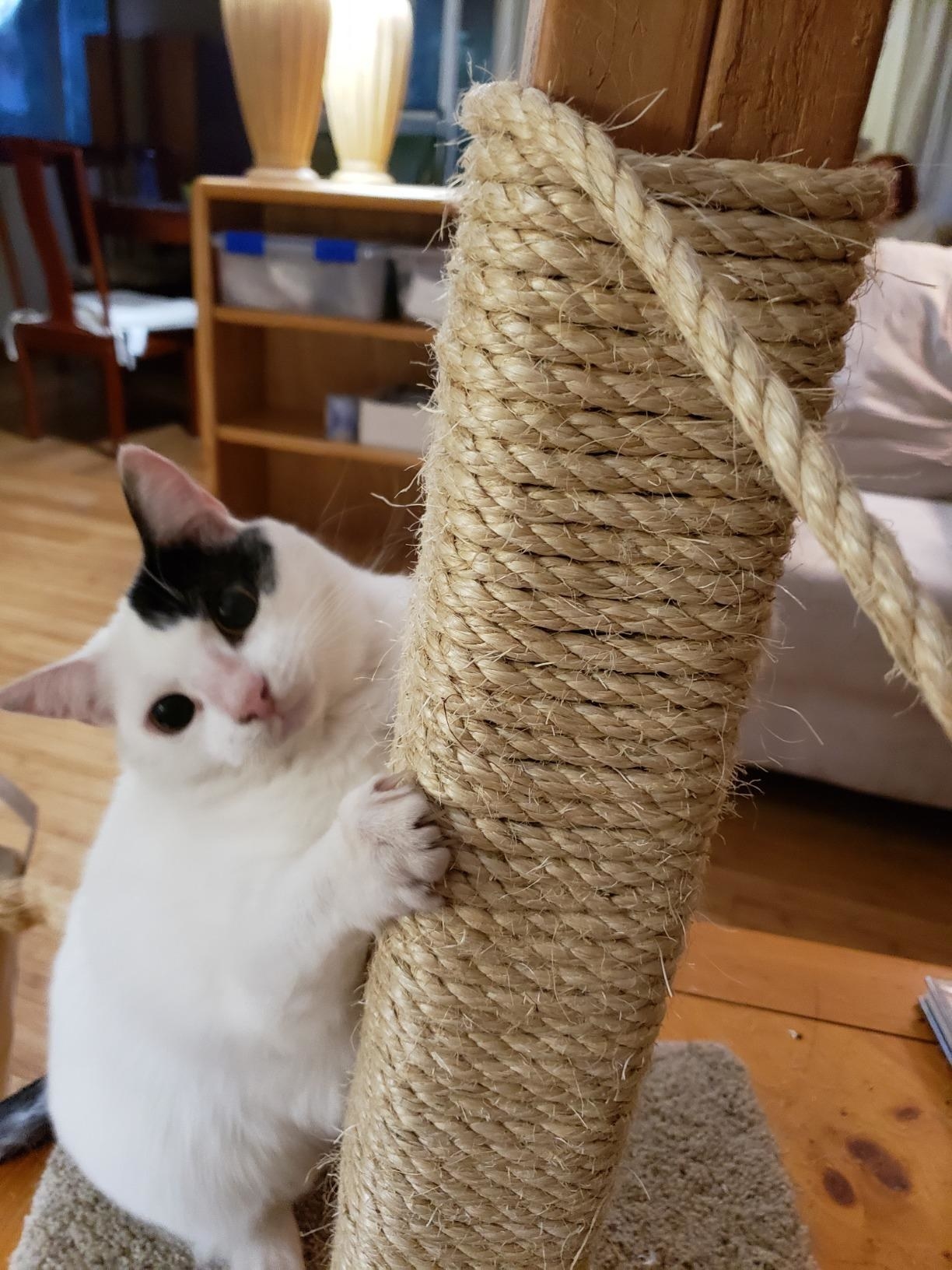 Reviewer&#x27;s cat holding on to a DIY scratching post made from this rope