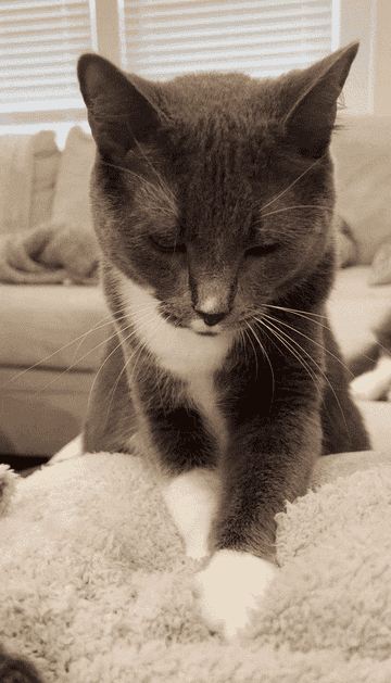 Gif of grey and white cat kneading on a cream blanket