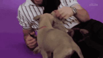 Chris Evans plays with puppies