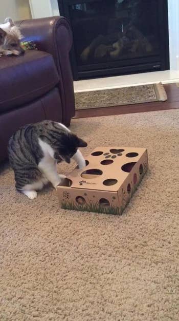 reviewers cat reaching into box with many holes in it