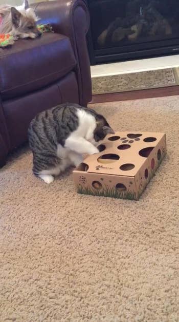 same cat in a different position around the box