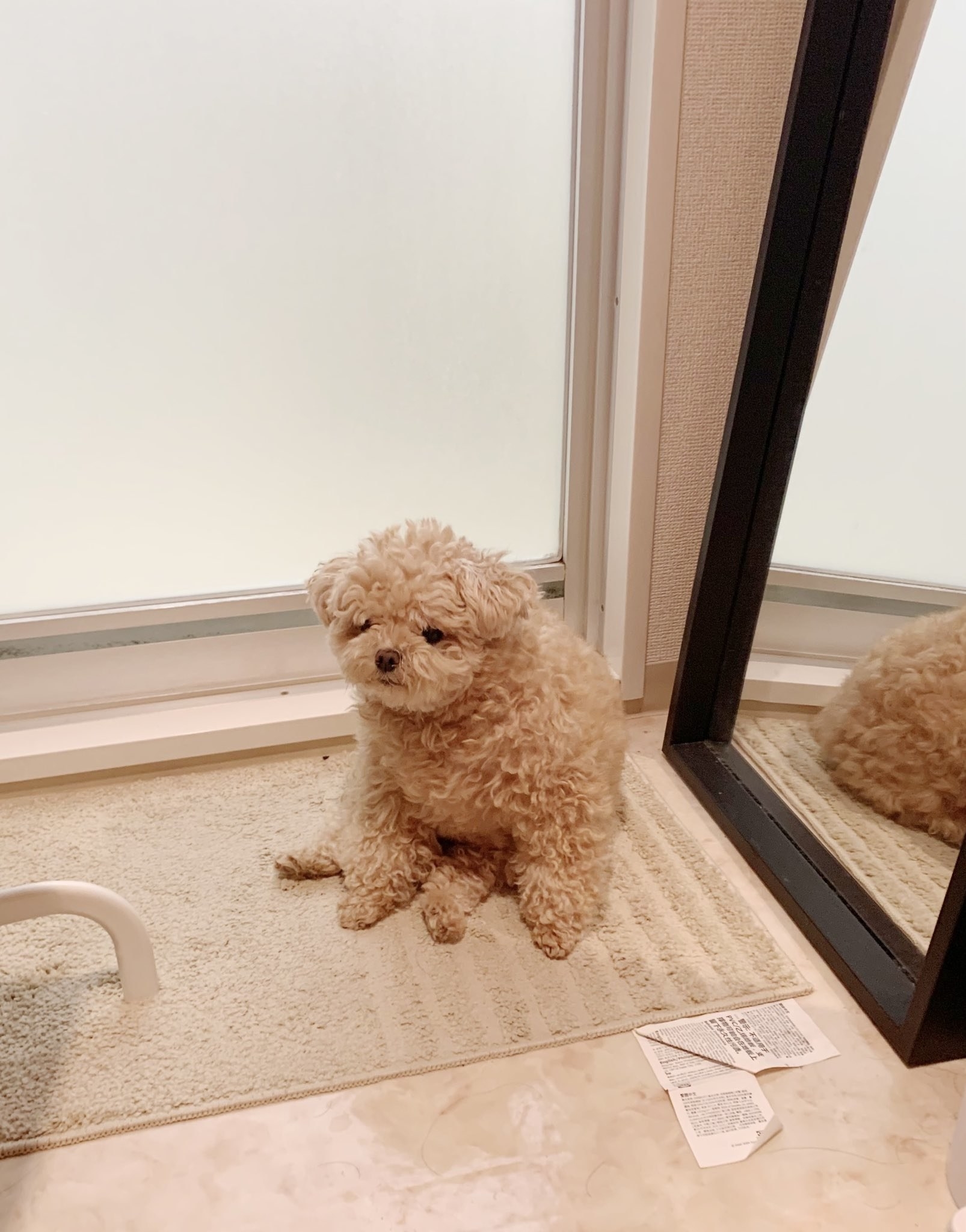 どう見てもぬいぐるみにしか見えないんだが？かわいすぎて思わず三度見